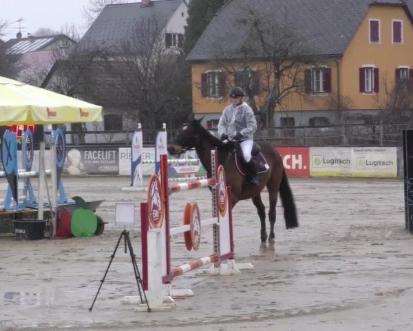 Reitturnier Gniebing-Feldbach 2022