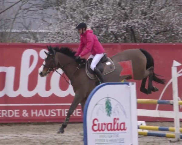 Reitturnier Gniebing-Feldbach 2022
