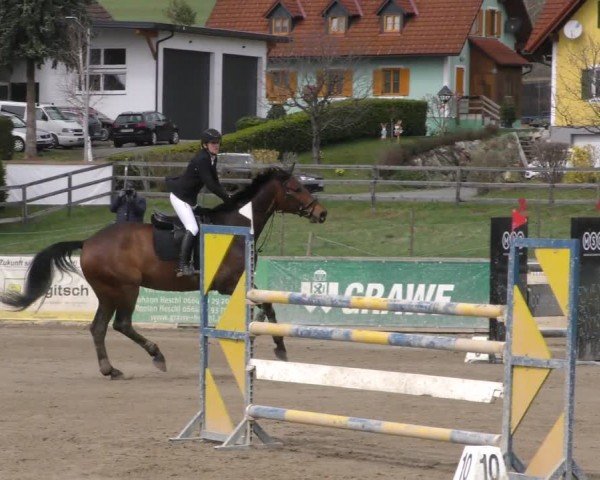 Reitturnier Gniebing-Feldbach 2022