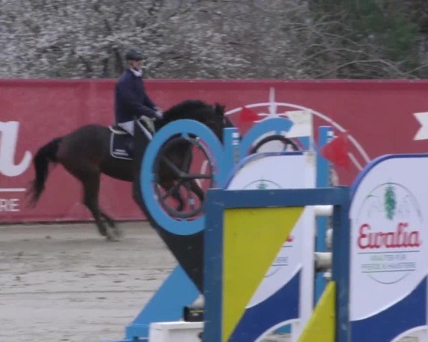 Reitturnier Gniebing-Feldbach 2022