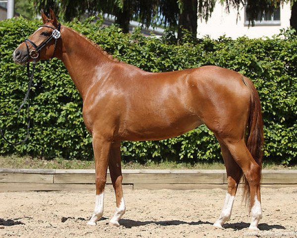broodmare Verzeihung (Trakehner, 2009, from Camaro)