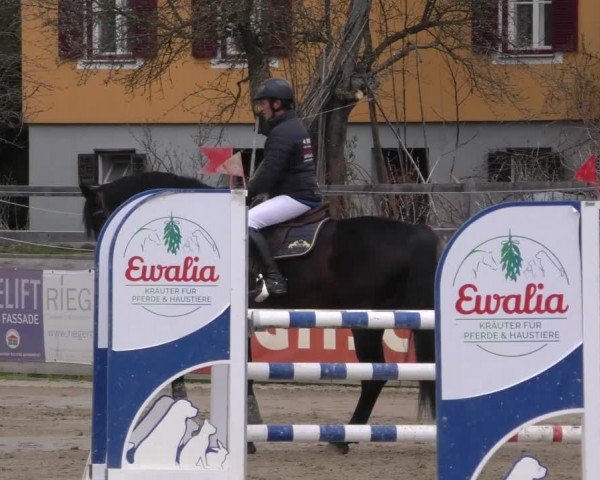 Reitturnier Gniebing-Feldbach 2022