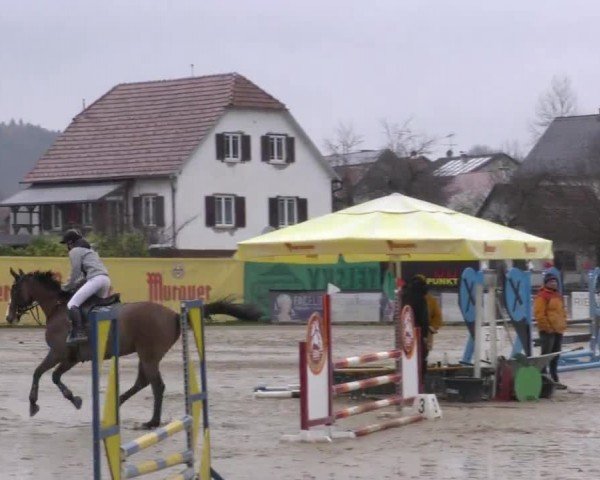 Reitturnier Gniebing-Feldbach 2022