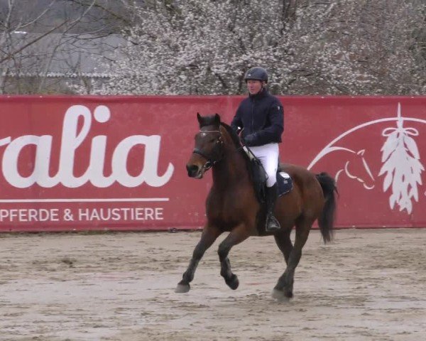 Reitturnier Gniebing-Feldbach 2022