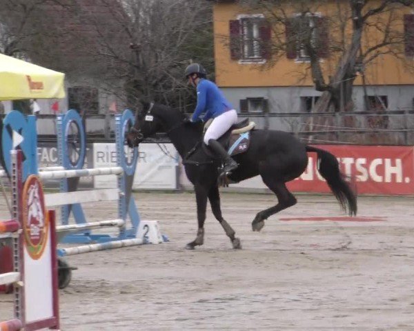 Reitturnier Gniebing-Feldbach 2022