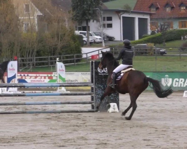 Reitturnier Gniebing-Feldbach 2022