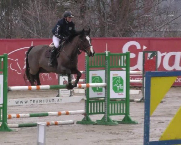 Reitturnier Gniebing-Feldbach 2022