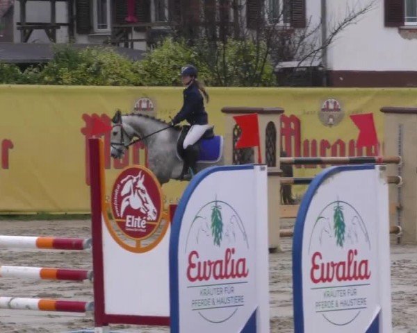 Reitturnier Gniebing-Feldbach 2022