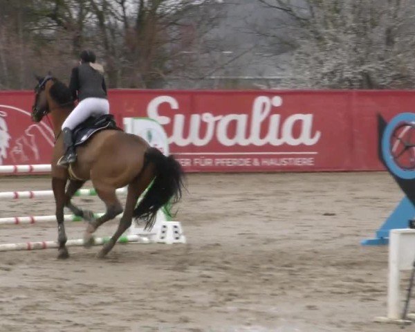 Reitturnier Gniebing-Feldbach 2022