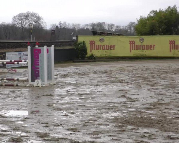 Reitturnier Gniebing-Feldbach 2022