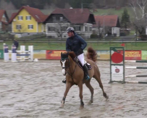 Reitturnier Gniebing-Feldbach 2022