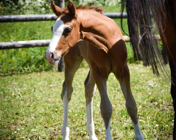 horse Onefifteen Choc MT (French Pony, 2024, from Fs Numero Uno)
