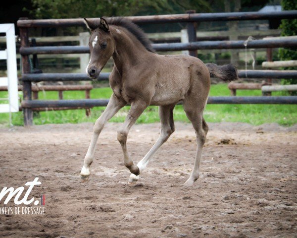 horse One Dream Choc MT (French Pony, 2024, from Viersen K)