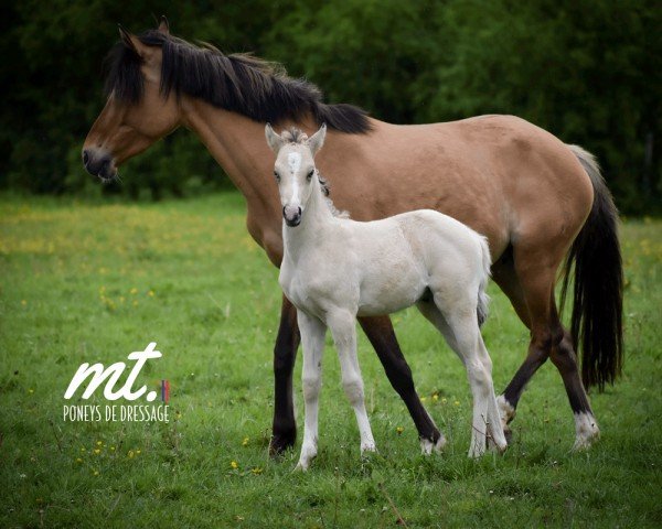stallion Oslo Delight MT (French Pony, 2024, from Gold Garant)