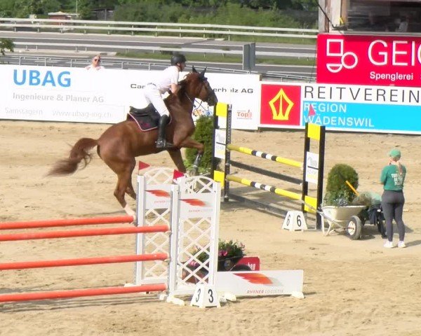 Reitturnier Wädenswil 2024