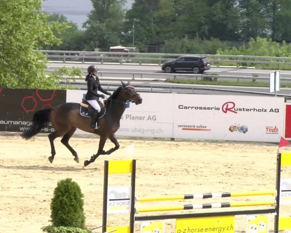 Reitturnier Wädenswil 2024