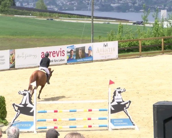 Reitturnier Wädenswil 2024