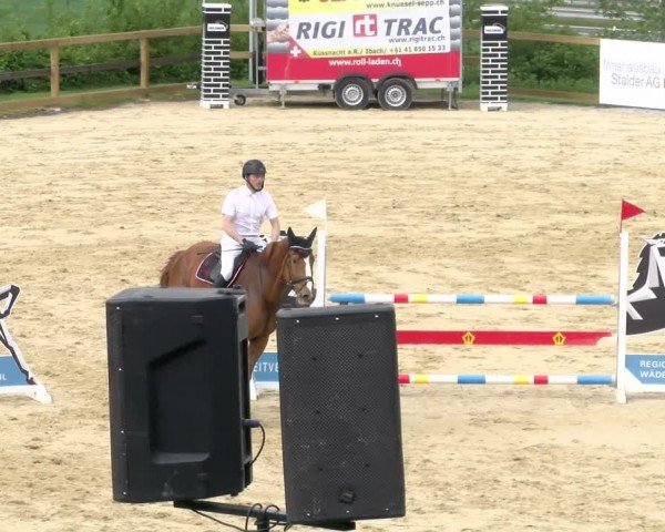 Reitturnier Wädenswil 2024