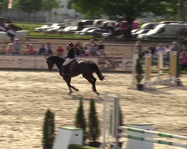 Reitturnier Hamm-Rhynern 2024