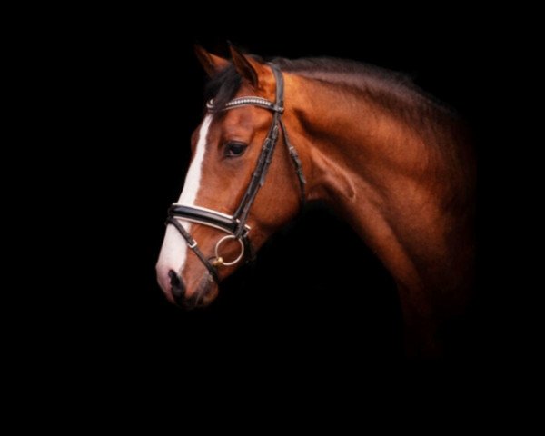 Pferd Zamperoni (Westfale, 2018, von Zoom)