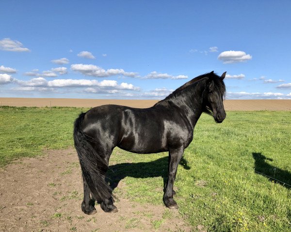 dressage horse Dytsje (Friese, 2013)