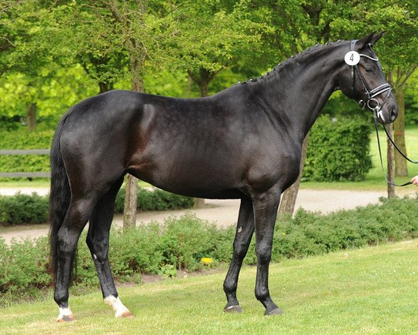 horse Isabelle (Trakehner, 2011, from All Inclusive)