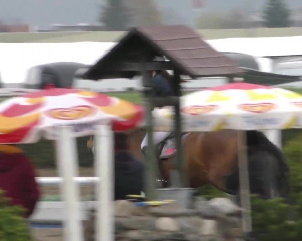 Reitturnier Sachendorf 2022