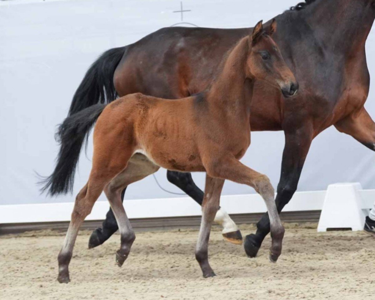 horse Jean Connery (Westphalian, 2024, from Jovian)