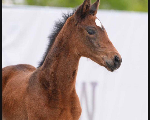 horse Valanciana (Westphalian, 2024, from Vision)