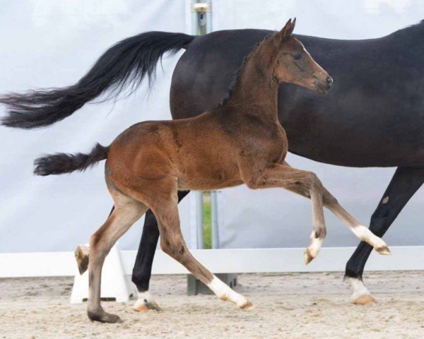 Pferd Vida Mia (Westfale, 2024, von V-Power)
