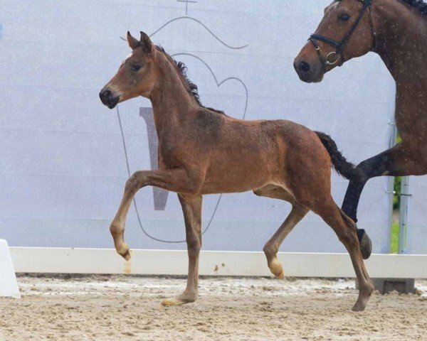 horse Sunshine Reggae (Westphalian, 2024, from Sir Heinrich OLD)