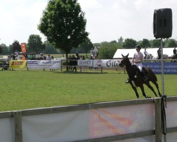Reitturnier Wilkenburg 2024