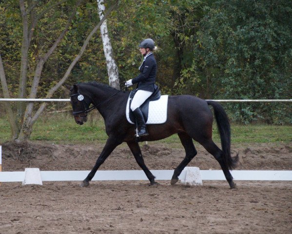 dressage horse Le Coeur 21 (Oldenburg show jumper, 2004, from Lansing)