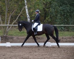 Dressurpferd Le Coeur 21 (Oldenburger Springpferd, 2004, von Lansing)