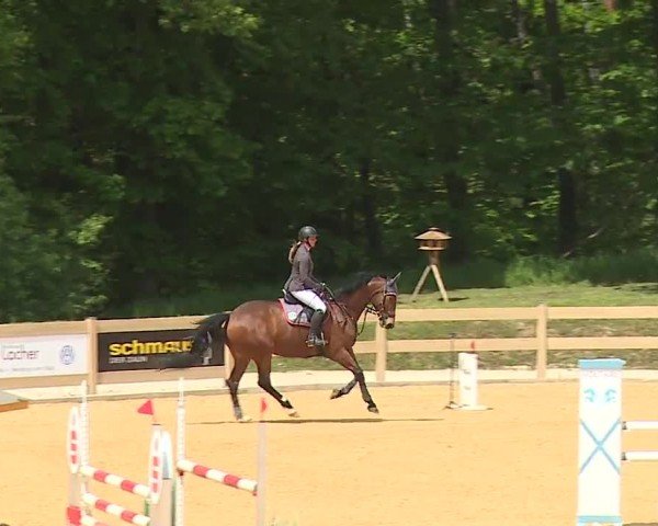 Reitturnier Tiefenhof/Opf. 2024