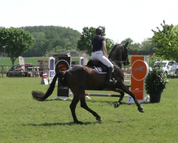 Reitturnier Wilkenburg 2024