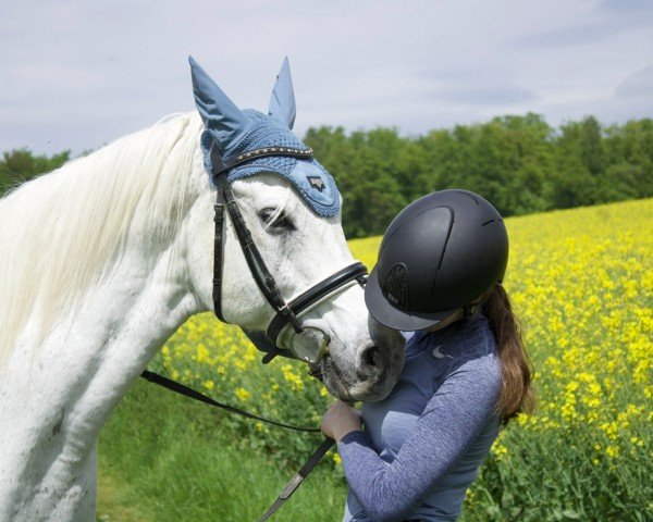 horse Mashari (Arabian purebred, 2008, from Aldebaran ibn Amir)