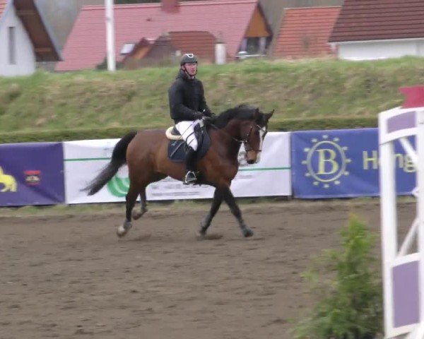 Reitturnier Sachendorf 2022