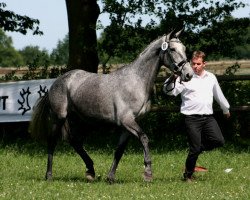 broodmare Bella Italia 4 (Trakehner, 2008, from Kaiserdom)
