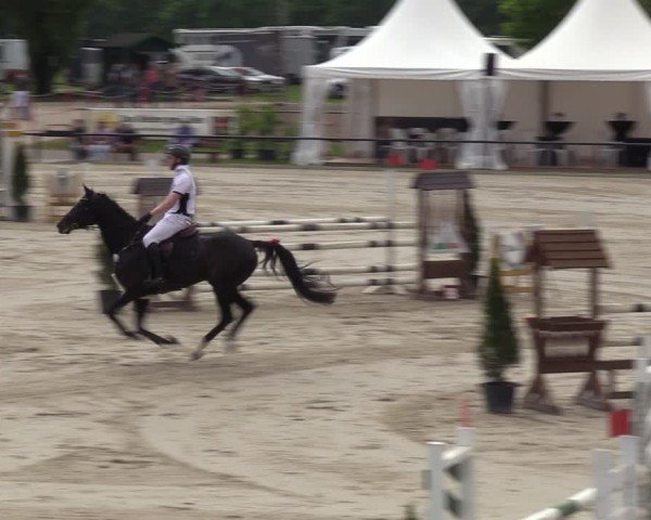 Reitturnier Hamm-Rhynern 2024