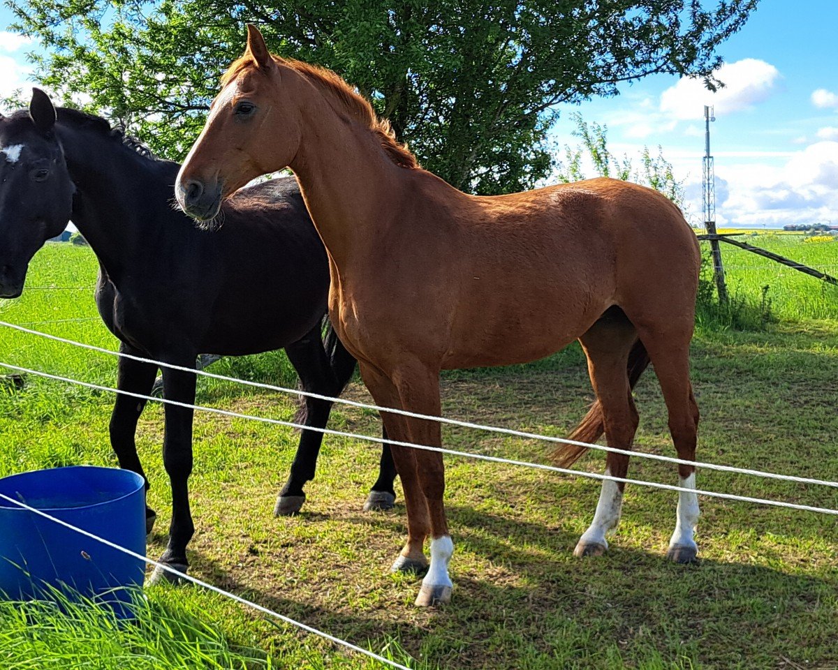 broodmare Penelope' (Hanoverian, 2008, from Perigueux)