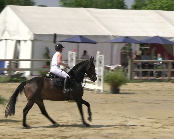 Reitturnier Lienen 2024
