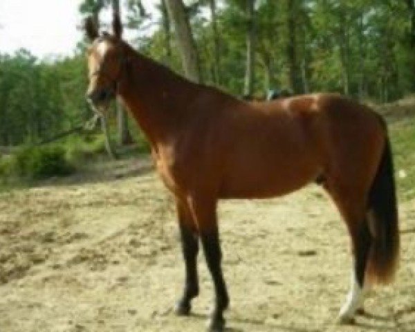 horse Quobba du Sudre (Selle Français, 2004, from Sarastro AA)