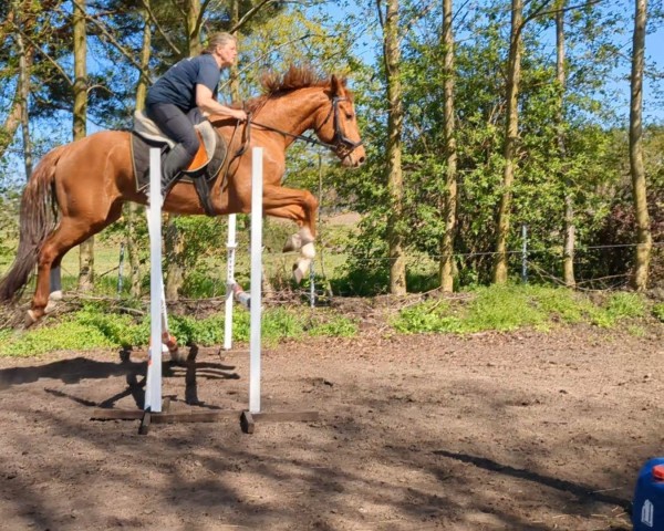 horse Casskadelli (German Warmblood, 2018, from Casskeni II)