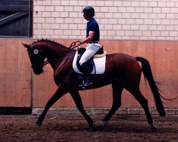 broodmare Chiara WH (Westphalian, 2011, from Captain Fire)
