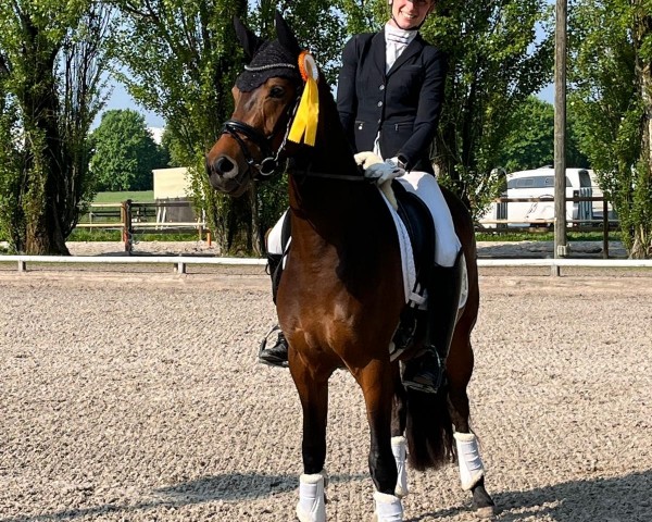 broodmare Dipladenia JSO (German Riding Pony, 2021, from Dallmayr K)