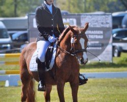 dressage horse Honey Bee (Pony without race description, 2014, from Ben Woogie)