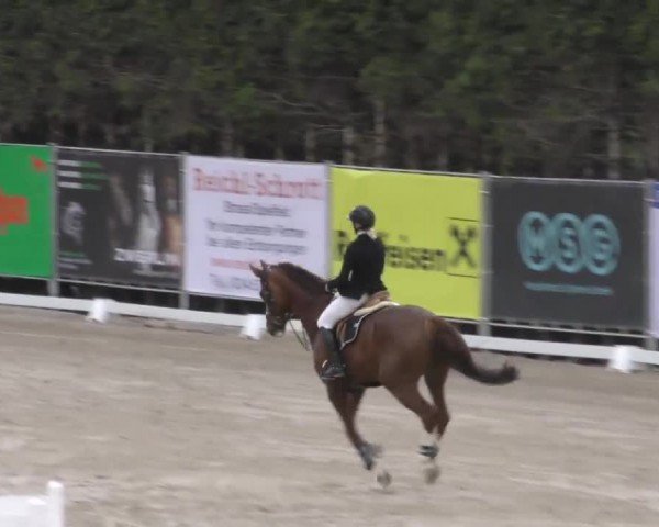 Reitturnier Preding 2022