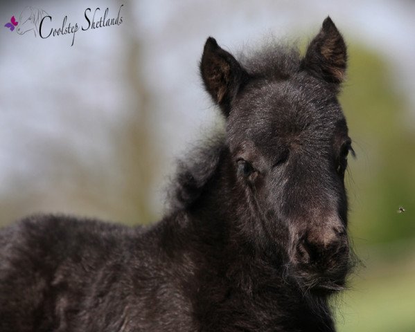Pferd Coolstep Batman (Shetland Pony, 2015, von Bonito)