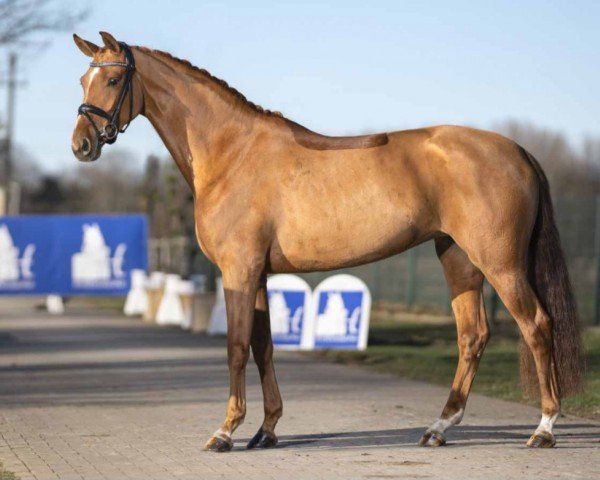 broodmare Questina (Hanoverian, 2016, from Quaterhall)